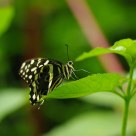 Graceful beauty